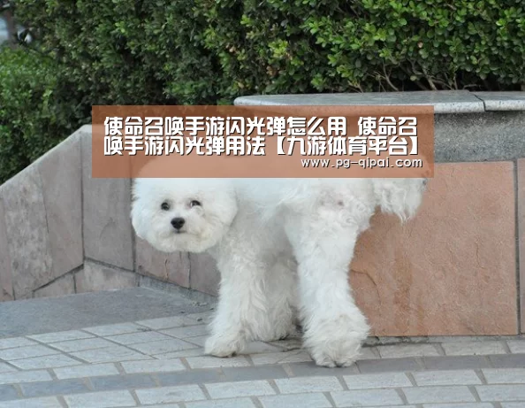 九游体育APP下载